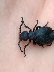 Meloe proscarabaeus