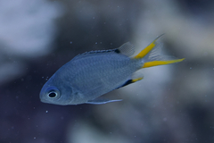 Chromis pembae