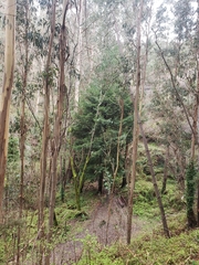 Sequoia sempervirens