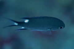 Chromis trialpha