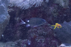 Chromis trialpha