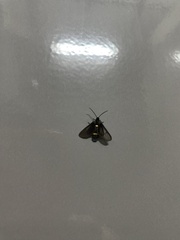 Psichotoe duvaucelii