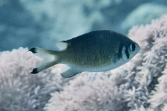 Chromis weberi