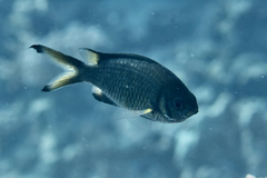 Chromis weberi