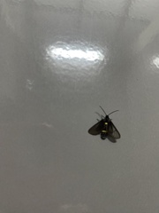 Psichotoe duvaucelii