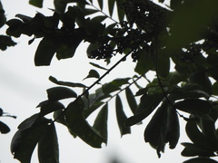 Zanthoxylum fagara
