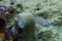 Chromis weberi