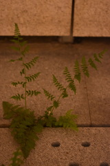 Anisocampium niponicum
