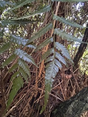Cyathea parvula