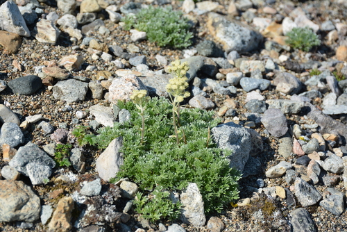 Image of Artemisia glomerata by no rights reserved