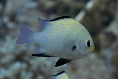 Dascyllus marginatus