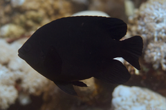 Neoglyphidodon melas