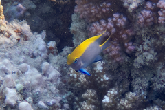 Neoglyphidodon melas