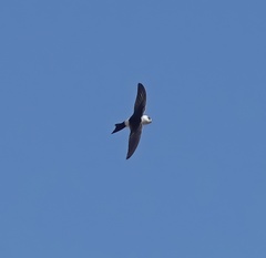 Aeronautes andecolus