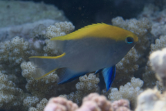 Neoglyphidodon melas