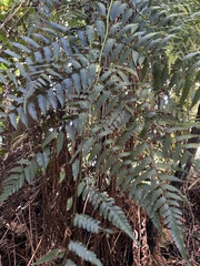 Cyathea parvula