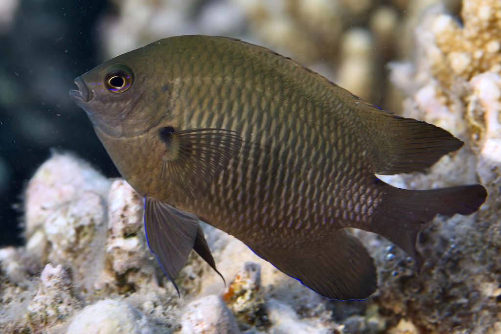 Sombre Damselfish