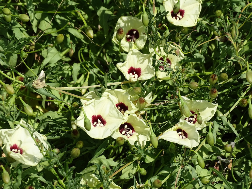 Merremia palmata from Next to the B2 road, Erongo Region, Namibia on