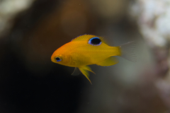 Pomacentrus sulfureus