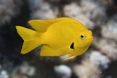 Pomacentrus sulfureus