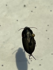 Anisodactylus rusticus