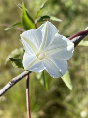 Ipomoea hochstetteri