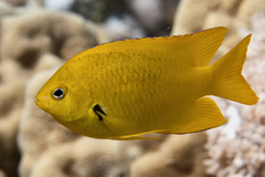 Pomacentrus sulfureus