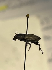 Anisodactylus rusticus