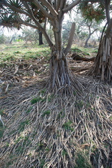 Saccostrea glomerata