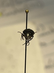 Anisodactylus rusticus