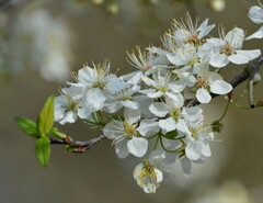 Prunus