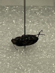 Anisodactylus rusticus