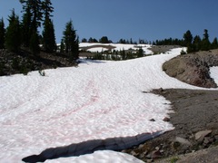 Chlamydomonas nivalis