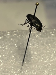 Anisodactylus rusticus