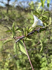 Ipomoea hochstetteri