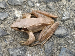 Rana longicrus