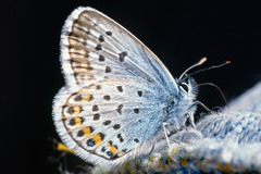 Plebejus argus