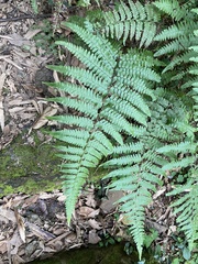 Microlepia krameri