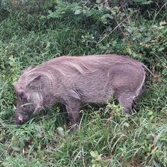 Phacochoerus africanus