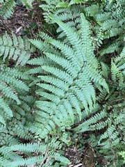 Microlepia krameri