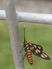 Amata huebneri