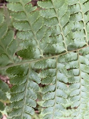 Microlepia krameri