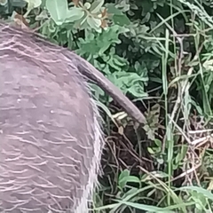 Phacochoerus africanus