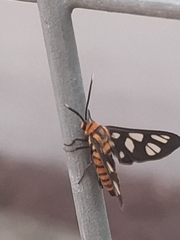 Amata huebneri