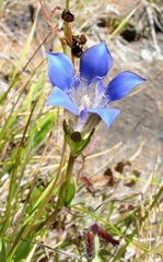Gentiana setigera
