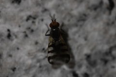 Ceroxys