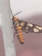 Amata huebneri