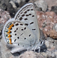 Icaricia lupini