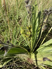 Hypoxis hemerocallidea