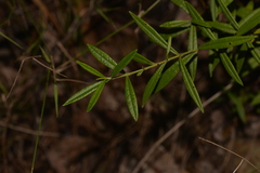 Logania albiflora